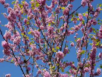 Low angle view of pink flowering tree