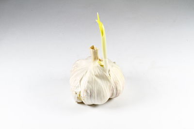 Close-up of apple against white background