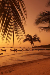 Palm trees on beach against sky during sunset