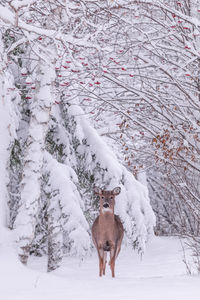 Horse standing on snow covered land