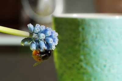 Close-up of insect on flower