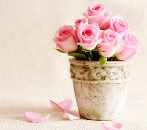 Close-up of pink roses