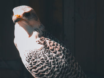 Close-up of gyrfalcon