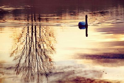 Bird flying over lake during sunset