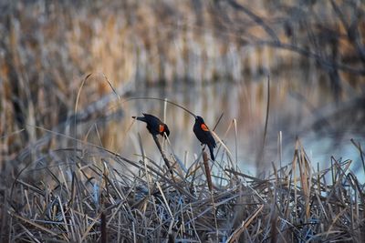 Birds perching on dry plants