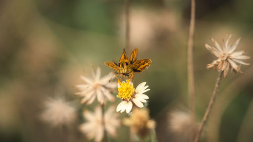 Close-up of insect on flowering plant