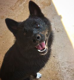 High angle portrait of black dog