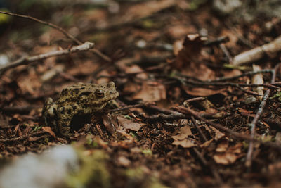 Close-up of frog on land