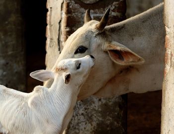 Close-up of mother cow with calf