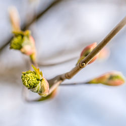 Close-up of green chili on plant