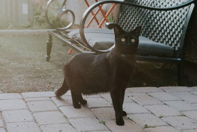 Portrait of cat on footpath by street in city