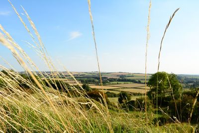 Plants growing on field against sky