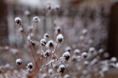 Snow on top of dead flowers in the winter