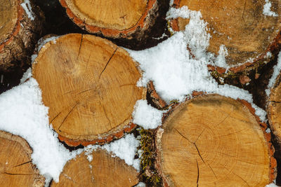 Close-up of logs in forest