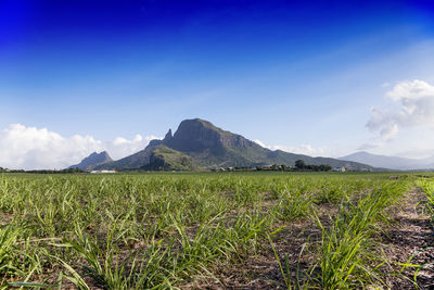 Young plants of sugar cane against cloudy blue sky and mountain.