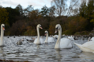 Swans and other water birds on a lake