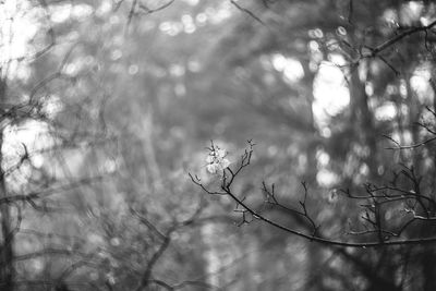 Low angle view of flowering plants on trees