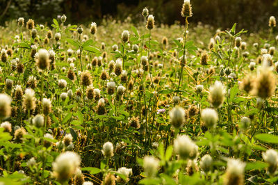 Close-up of flowering plants on field