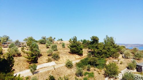 Trees on landscape against clear blue sky