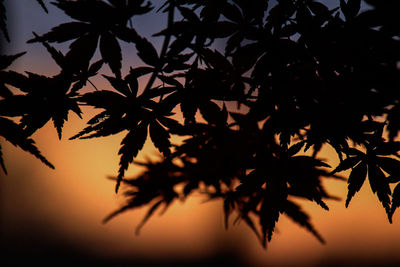 Close-up of maple leaves against sky