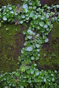 Close-up of ivy growing on tree