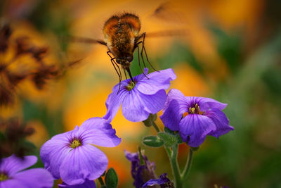 Close-up of insect on purple flowering plant