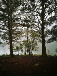 Low angle view of trees against sky