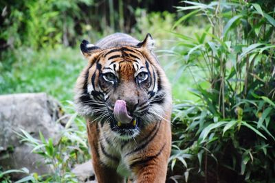 Portrait of tiger in zoo