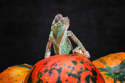 Close-up of pumpkin