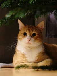 Close-up portrait of cat