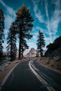 Trees by empty road 