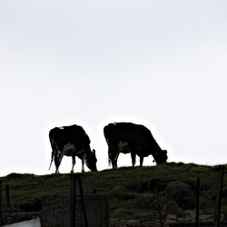 Horses grazing on field