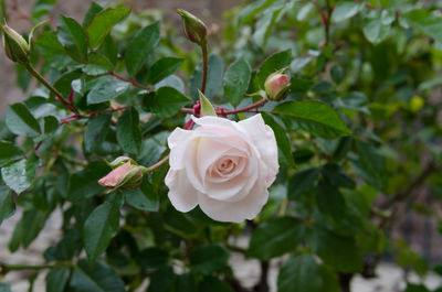 Close-up of rose blooming outdoors