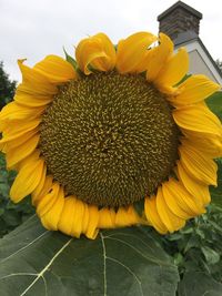 Close-up of fresh sunflower blooming outdoors