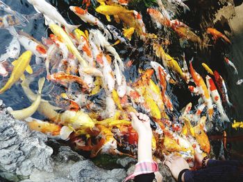 High angle view of koi carps swimming in pond