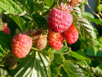 Close-up of strawberries on tree