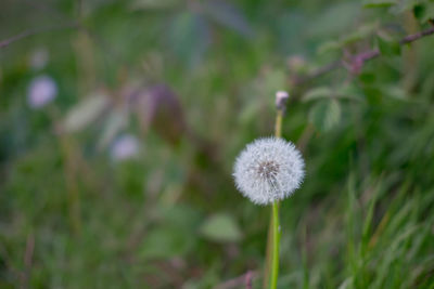 Close-up of dandelion on field