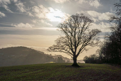 Bare oak tree on field against sky in winter