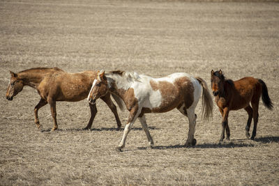 Horses in a field