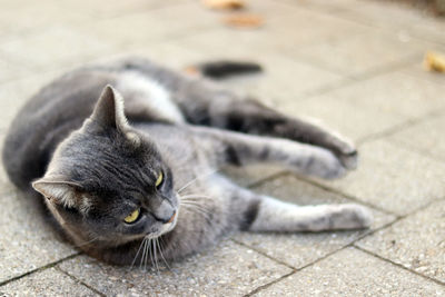 High angle view of a cat