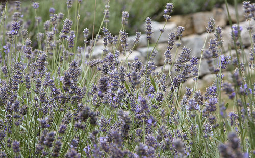 Lavender flowers on the wall.