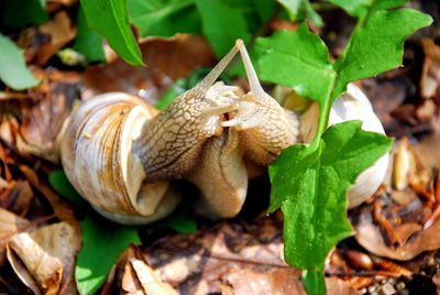 Close-up of snail on plant