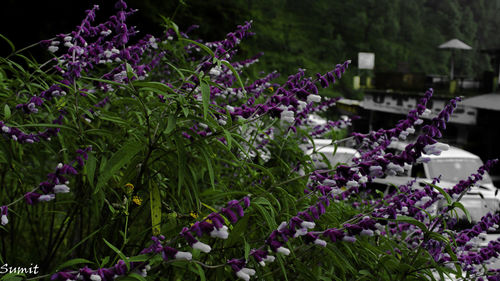 Purple flowers blooming outdoors