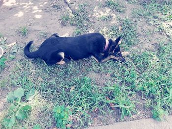 High angle view of dog sleeping on field