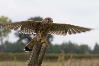 Close-up of eagle