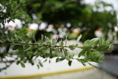 Close-up of plant