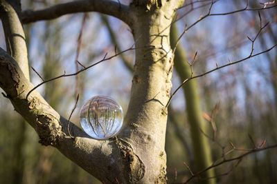 Low angle view of bare tree branch