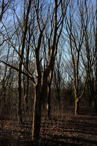 Low angle view of bare trees on field