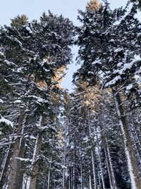 Low angle view of bamboo trees in forest during winter