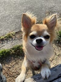 High angle portrait of dog outdoors